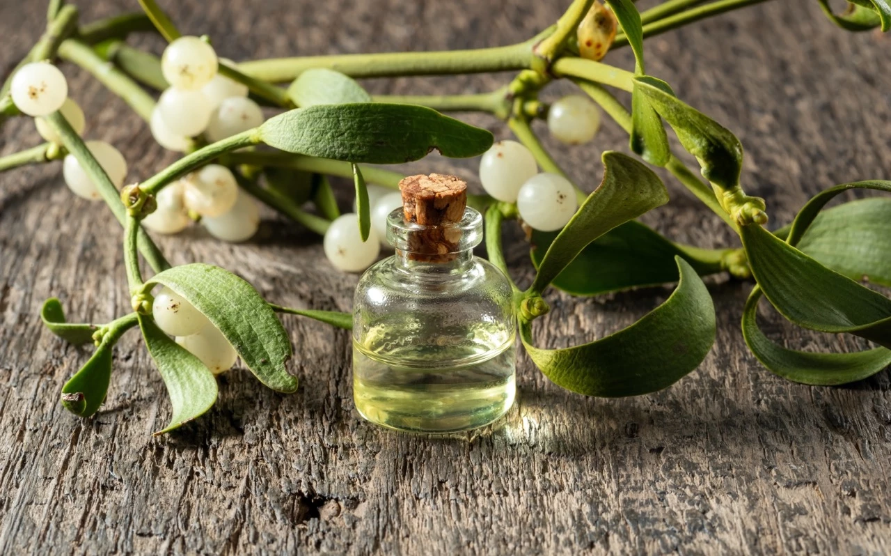 Extrait de gui : une place éventuelle en soins de support, sans bénéfice antitumoral démontré