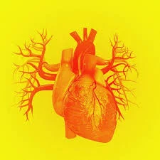 Innovatieve langwerkende cholesterolverlager vanaf 1 mei terugbetaald