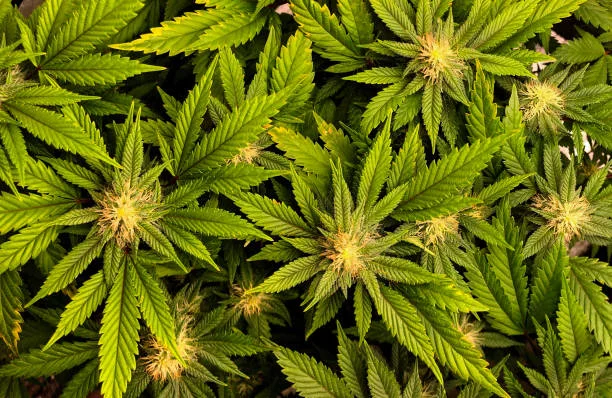 Cannabis en tragere werking van de hersenen