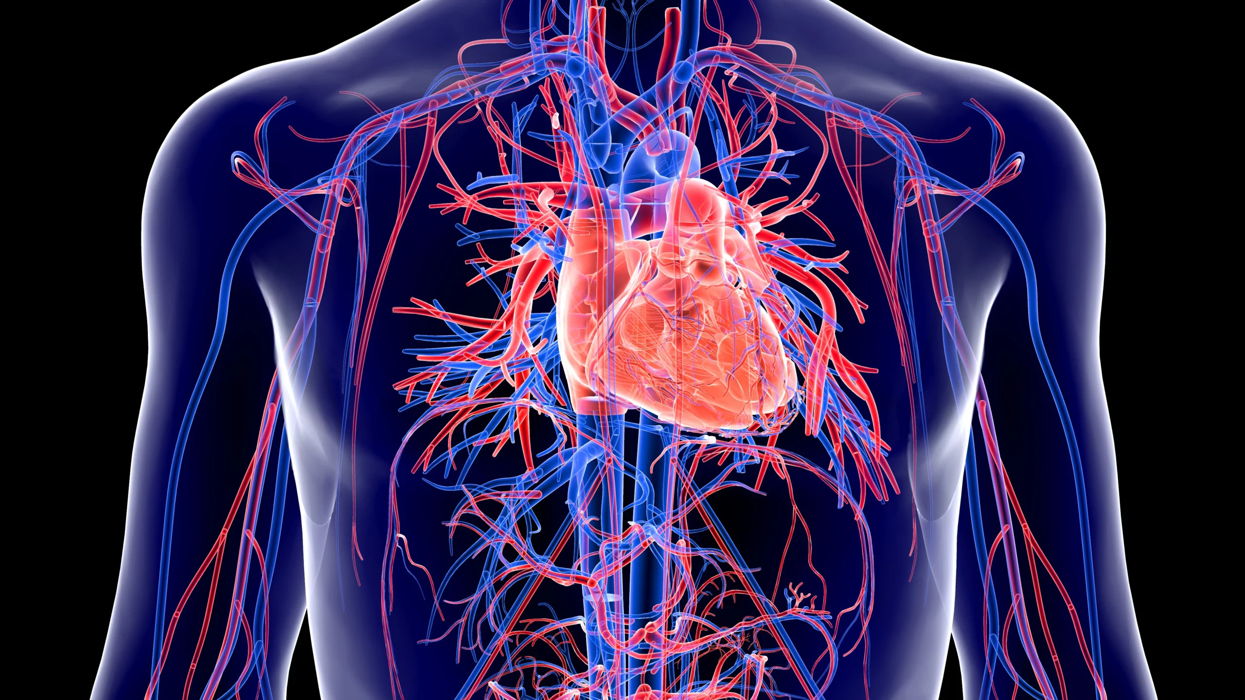 Hart- en vaataandoeningen, een wereldwijde last, die nog toeneemt door de vergrijzing en de metabole risico’s