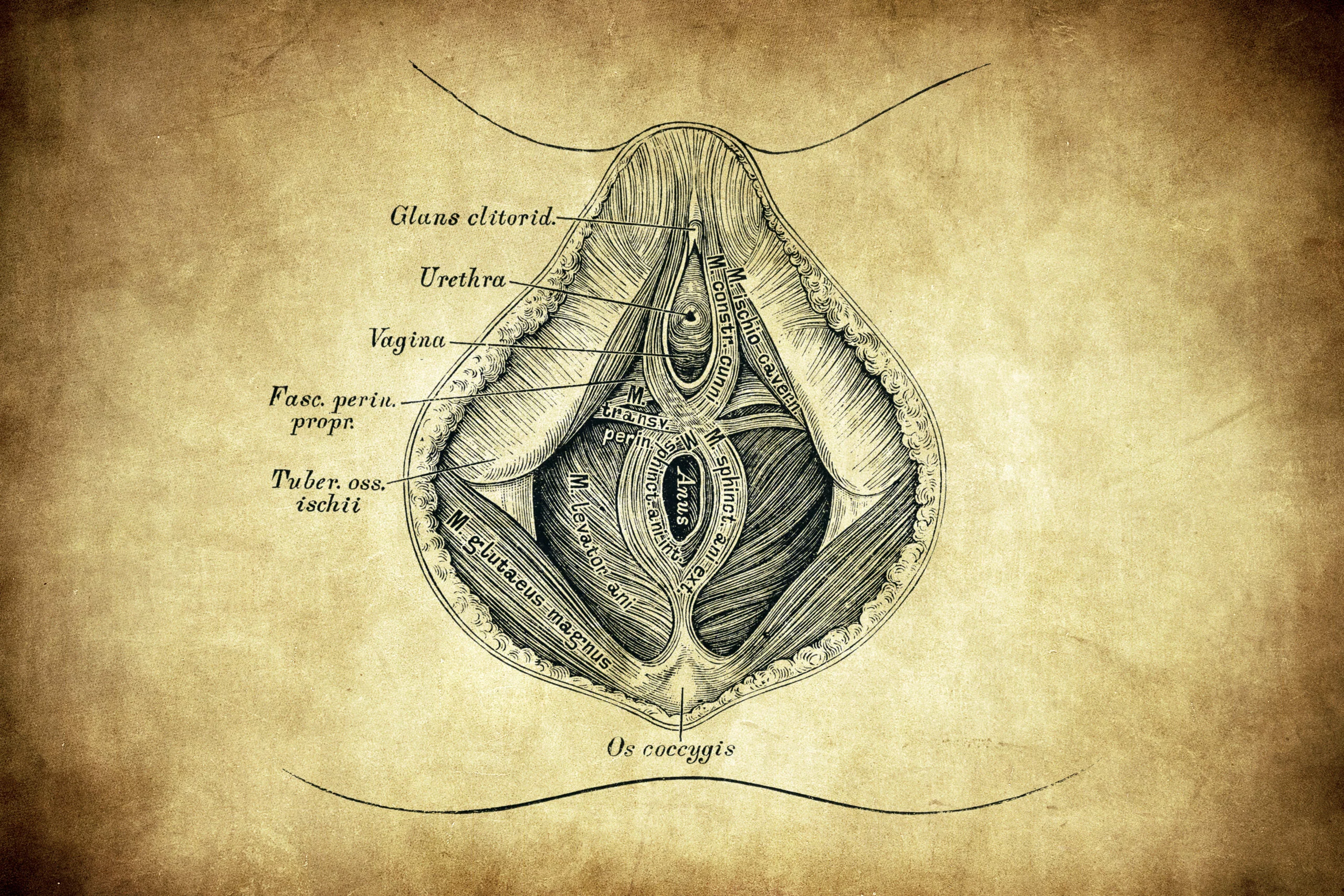 Een beter inzicht in de innervatie van de clitoris