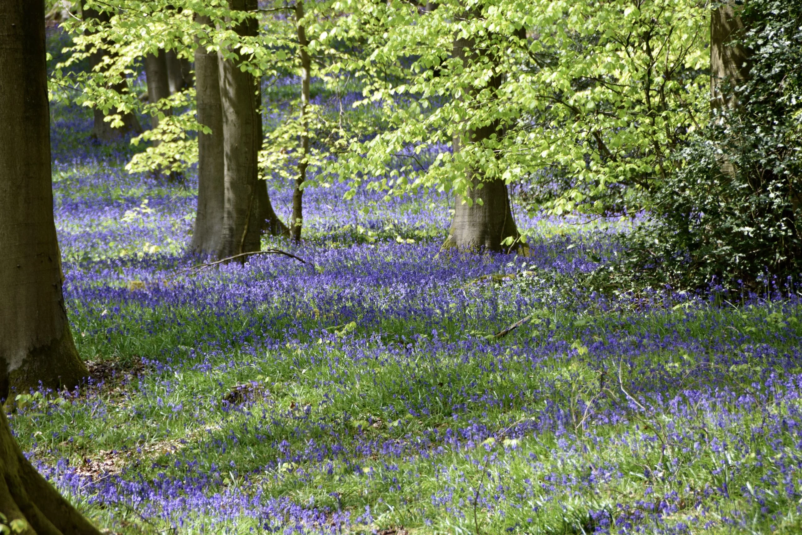 Natuur: een meetbare reset van de hersenen