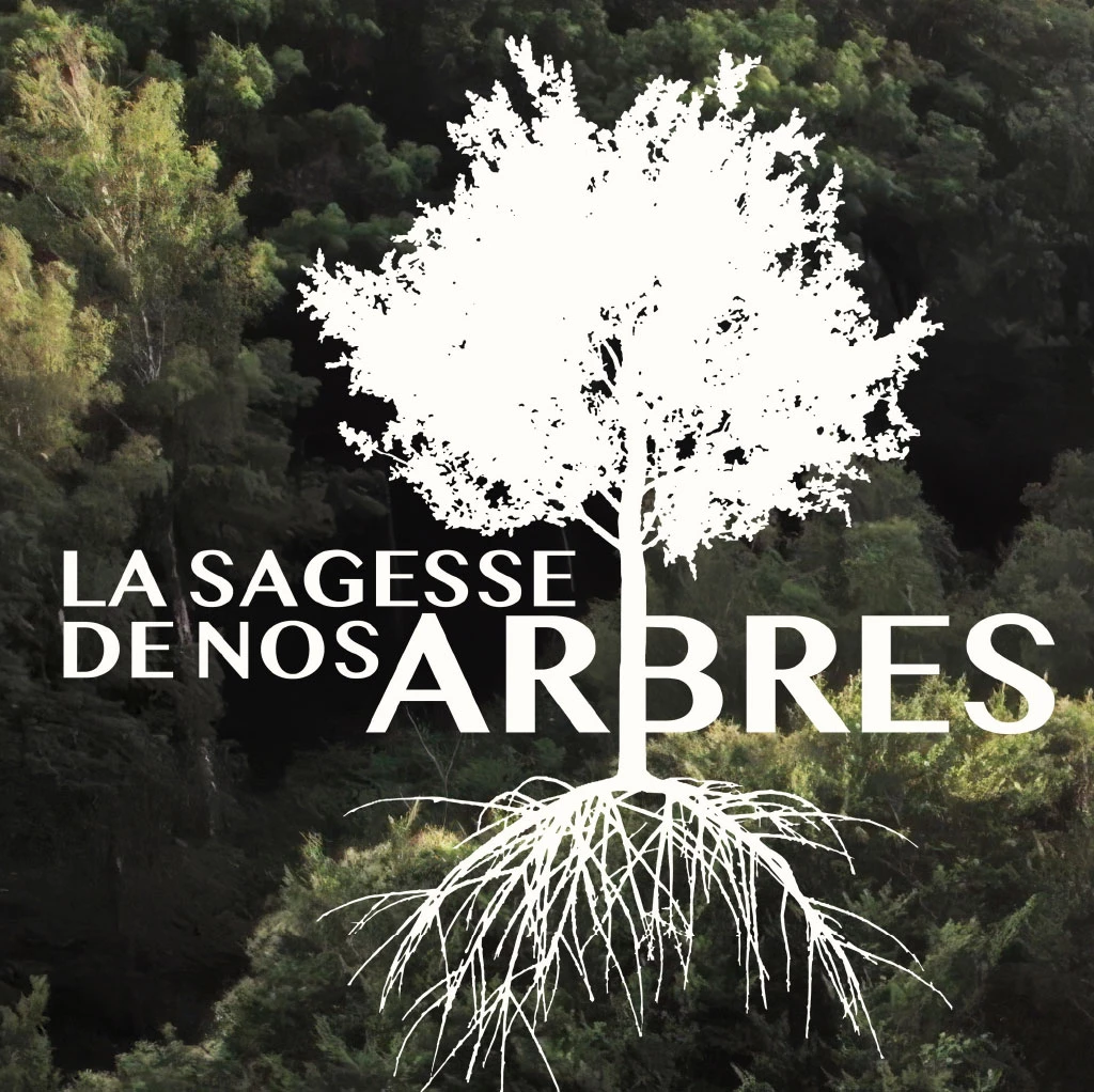 La Sagesse de nos Arbres,  de Thierry Dory - <p class="p1"><i>“ Vous ne regardez plus ce que vous voyez ”</i></p>