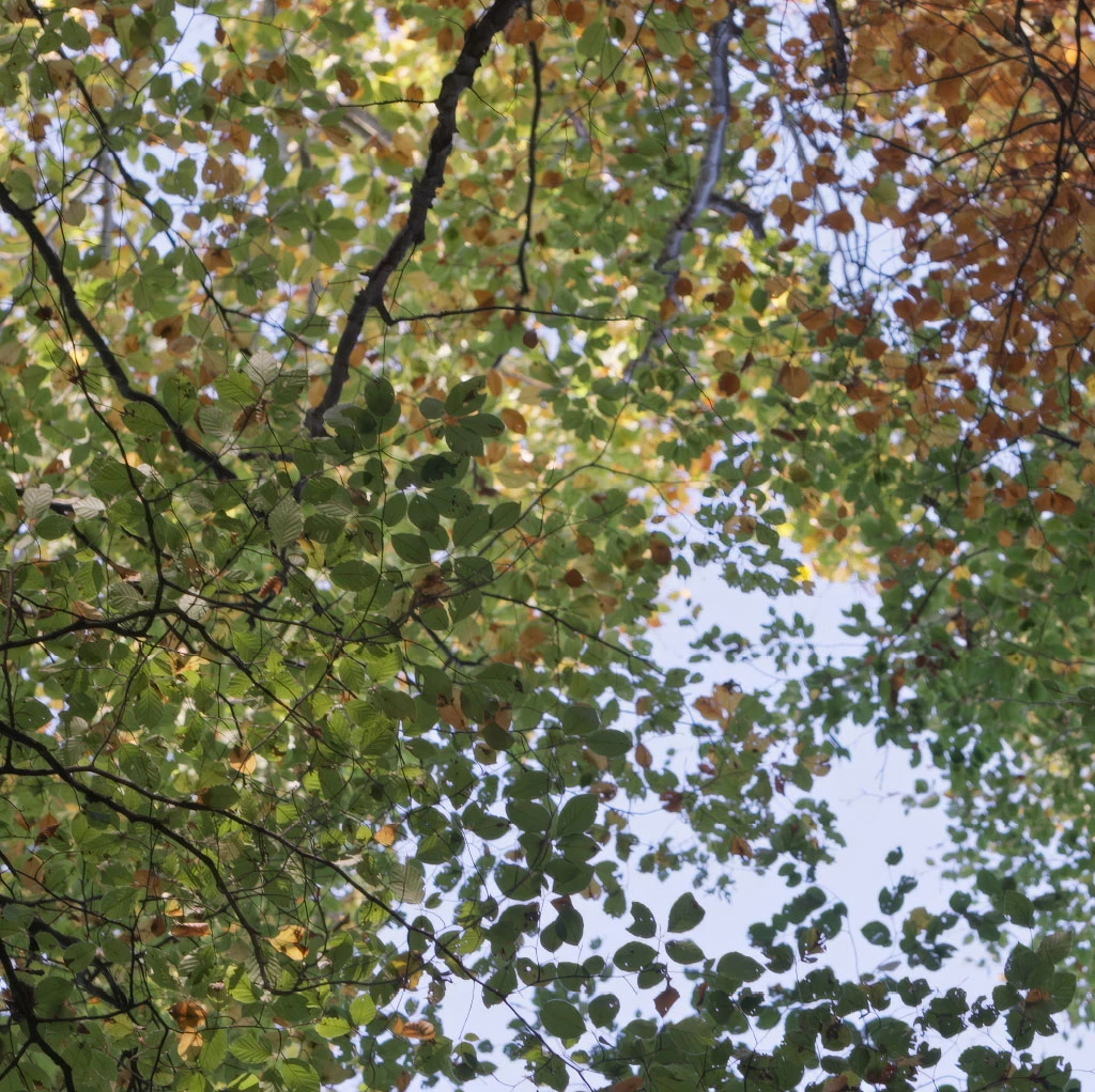 La Sagesse de nos Arbres,  de Thierry Dory